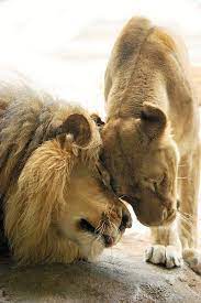 Cute Lions Animals Cute Animals Animals Beautiful