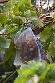 Maybe you would like to learn more about one of these? Growing Grapes Grape Plant Fruit Garden Grapes