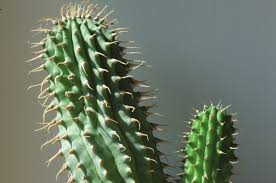 Image result for Centemopsis kirkii