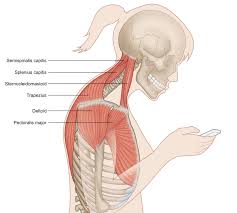 We hope this picture head and neck muscles diagram can help you study and research. Forward Head Position And Chronic Pain Stacy Dockins