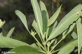 Image result for Pavetta gracillima