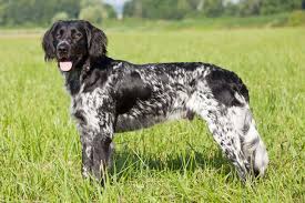We did not find results for: Bird Dog Breeds