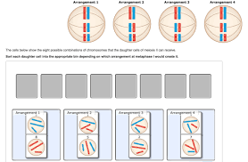 Many organisms package these cells into gametes, such. Meiosis Terminology Concept Map Masteringbiology Maps Location Catalog Online