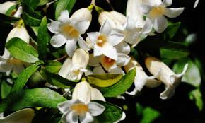 Image result for Inhambanella henriquesii