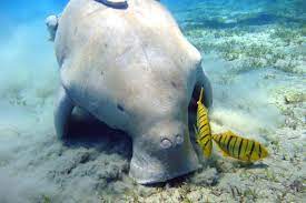 Dugongs are huge marine mammals that are found in warm coastal waters. The Verge Review Of Animals The Dugong The Verge