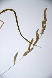 Image result for Echinochloa haploclada