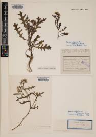 Image result for Senecio pleistocephalus