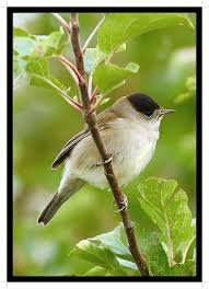 Monchsgrasmucke Die Schonsten Vogel Vogel Fotos Vogel Im Garten