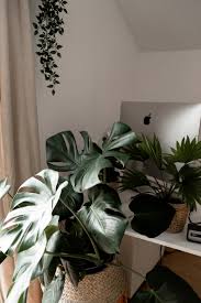 Pflegeleichte Grune Zimmerpflanzen Welche Zimmerpflanzen Passen Zusammen Welche Zimmerpflanzen Brauchen Wenig Licht Wel Pflanzen Zimmerpflanzen Grunpflanzen