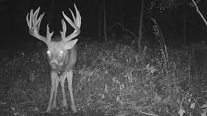 If a colorado buck has a 20″+ inside spread, heavy main beams, and symmetric. Wisconsin Shed Hunt Turns Up Potential State Record Whitetail Rack