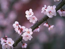 Japanese Cherry Blossom Wallpapers Vol 121 Ez175 Jpg 700 525 Pixels Cherry Blossom Flowers Cherry Blossom Wallpaper Blossom Flower