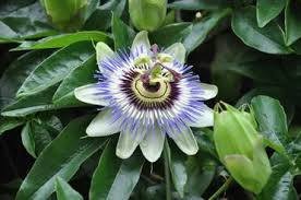 Browse jackson & perkins sun perennials collection for both full sun perennials and part sun perennials to complete your garden. 10 Best Climbing Perennials Garden Lovers Club