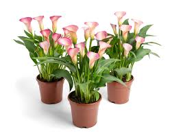 Image result for Zantedeschia