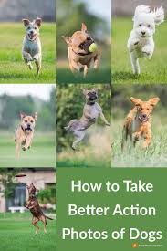 We fell in love with maine. How To Take Better Action Photos Of Dogs Pet Photography Tips Dog Photography Animal Photography