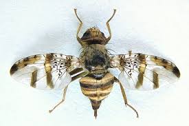 Image result for Dictyophleba lucida