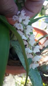 Image result for Tridactyle inaequilonga