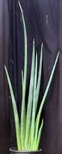 Image result for Sansevieria pearsonii