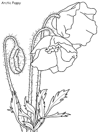 Color wonder mess free prehistoric pals dinosaur coloring pages & markers. Poppy Coloring Pages Flowers Nature Arctic Poppy Printable 2021 319 Coloring4free Coloring4free Com