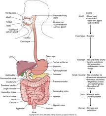 In some men, early testicular cancers cause symptoms that lead them to seek medical attention. Combo With Chapter 17 Digestive System Disorders And 2 Others Flashcards Quizlet