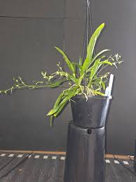 Image result for Angraecum calceolus