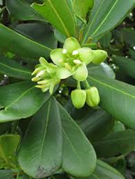 Image result for Brexia