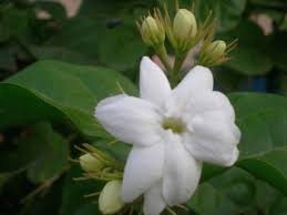 Bunga melati atau jasminum officinale ialah salah satu bunga yang cukup populer di kalangan 6. 17 Manfaat Dan Kandungan Bunga Melati Untuk Kesehatan Dan Kecantikan Manfaat Co Id