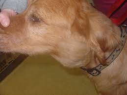 The first symptom that dogs with multicentric lymphoma usually show is swollen lymph nodes. Lymphoma In Animals Wikipedia