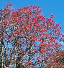 Image result for Erythrina lysistemon