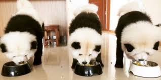 Check spelling or type a new query. Woman Dyes Chow Chow Dogs To Look Like Pandas Dog Pandas