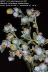 Image result for Helichrysum argyrosphaerum