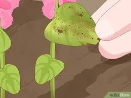 Prune młode rośliny na początku sezonu. How To Grow Snapdragons 12 Steps With Pictures Wikihow