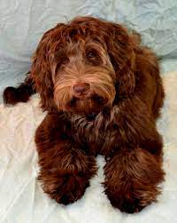 Golden Gate Labradoodles San Francisco Bay Area Labradoodle Labradoodle Breeders Mans Best Friend