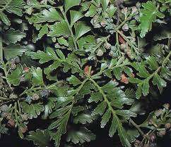 Image result for Phyllocladus trichomanoides