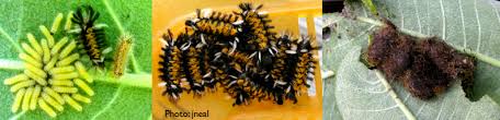 We did not find results for: Milkweed Tiger Moth Living With Insects Blog