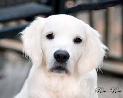 Welcome to ardorgold english golden retrievers. White Golden Retriever Puppies California