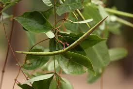 Image result for Cryptolepis obtusa