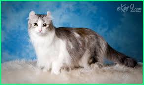 Ini adalah kucing ras asli yang memang hidup di turki. 17 Gambar Jenis Kucing Yang Paling Cantik Di Dunia Dunia Fauna Hewan Binatang Tumbuhan Dunia Fauna Hewan Binatang Tumbuhan