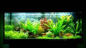 pin auf aquariofilia