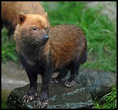 Speothos Venaticus Bush Dog Rare Animals Weird Animals Unusual Animals