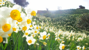 Rush daffodil, is a bulbous flowering plant, a species of narcissus (daffodil) that is native to spain and portugal, but has now become natural. The Nomozaki Daffodil Festival Is On Discover Nagasaki Facebook