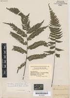 Image result for Adiantum incisum