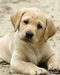 Labrador retriever puppy dog sitting and looking at the camera while panting. Labrador Retrievers Labradorpuppy Labradora Best Dog Breeds Labrador Retriever Retriever Puppy