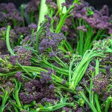 Maybe you would like to learn more about one of these? Broccoli Purple Sprouting Rudolf Propagation Place