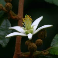 Image result for Grewia stolzii