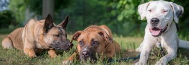 Her birthday, what she did before fame, her family life, fun trivia facts, popularity rankings, and more. Tierhelfer Ingelheim E V Ç€ Gluckpilze Hunde