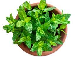 We did not find results for: Mint Container Growing Tips On Caring For Mint In Pots