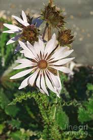 Image result for Berkheya