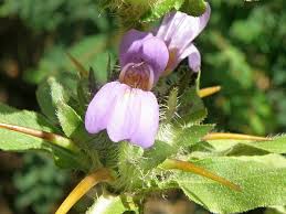 Image result for Hygrophila schulli
