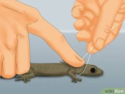 Lizards will surely come to grab their food and stick to the trap. 5 Ways To Catch A Lizard Without Using A Trap Wikihow