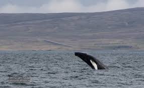 Find another word for breaching. Humpbacks Breaching Lakitours Com